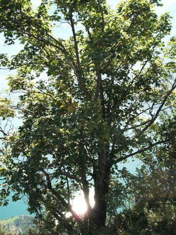 Walenstadtberg - Laubegg - Quinten