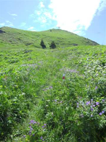 Alp Rinderfans, Schilstal
