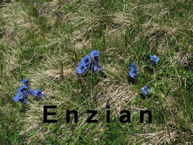 Schilstal zwischen Flums und Spitzmeilen