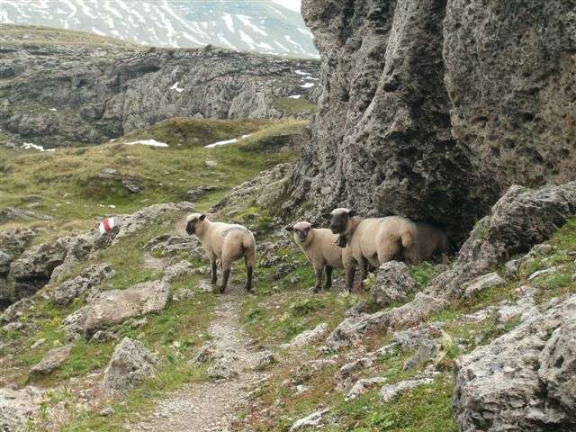Schilstal zwischen Flums und Spitzmeilen