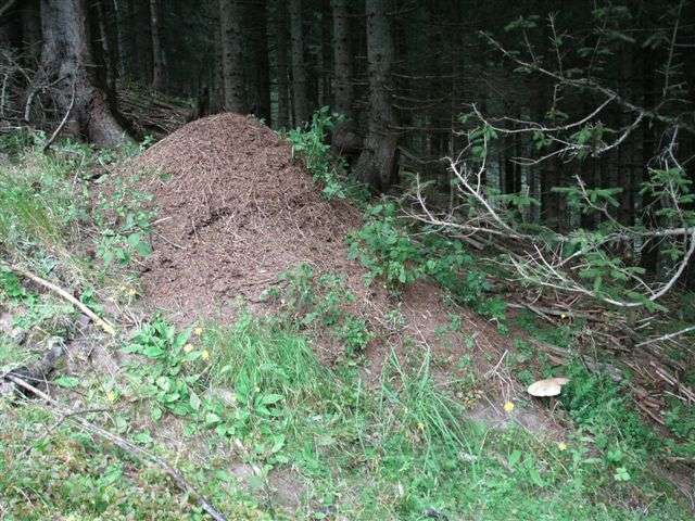 Ameisenhaufen